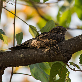 Bandhavgarh - Indian nightjar